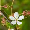 Cherry blossom | 4 :: Sergey Sonvar