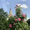 Розовые розы… :: Любовь 
