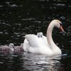 *** :: Владимир Безбородов