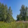 В летний полдень... :: Владимир Жданов