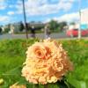 Розы :: Сапсан 