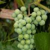Unripe grapes of the Isabella variety | 15 :: Sergey Sonvar