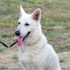 Белая швейцарская овчарка (Белый пастух) :: Светлана Ищенко