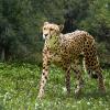 Гепард :: SanSan 