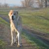 " Грозный заместитель пастуха". Алабай (среднеазиатская овчарка) :: Надежда Куркина