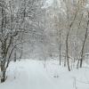 Снежные тропинки в лесу... :: Владимир 