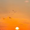 Журавли всё летят на закате... :: Александр Деревяшкин