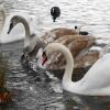 Лебеди в городском парке :: Рита Симонова
