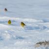 Овсянки и зяблики на снегу :: Владимир Лазарев