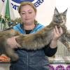 Фото с выставки кошек :: Светлана Ищенко