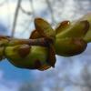 ***почки каштана*** :: Olga Oskolkova