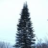 Зимняя пихта :: Людмила Смородинская