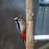 Большой пестрый дятел :: Roman 