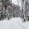 Зимний лес. :: Милешкин Владимир Алексеевич 