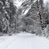 Снежная зима в начале января. :: Милешкин Владимир Алексеевич 