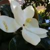 магнолия :: Елена Шаламова