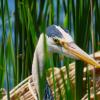 Портрет Серой цапли :: Ольга Митрофанова
