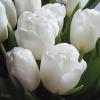Белоснежные тюльпаны :: Freddy 97