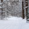 Зимний лес. :: Милешкин Владимир Алексеевич
