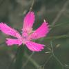 Dianthus deltoides :: Sergei Vikulov