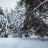 Лес зимой :: Александр Синдерёв