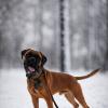 Немецкий боксер в зимнем лесу. :: Ann 