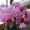 Моя коллекция орхидей :: Irene Irene