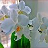 Радуют зимой орхидеи! :: Валентина  Нефёдова 