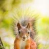 Белочка :: Alex Bush