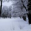 Заснеженный парк :: Рита Симонова