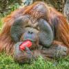 орангутан :: Аркадий Лаптенко