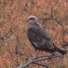 Western or Swamp Marsh Harrier :: Yudong Liu