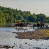 Лошадки местного конного клуба на перекате реки Ухта в редике теплые северные деньки :: Николай Зиновьев