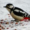 Повезло дятлу с орехами. :: Милешкин Владимир Алексеевич 