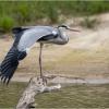 Серая цапля :: Александр Григорьев