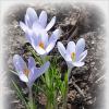 Белые крокусы :: Наталья ***