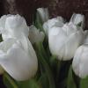 Тюльпаны :: Freddy 97