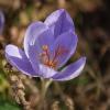 Крокус. :: Лилия *