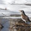 Весна. Дрозды прилетели. :: Владимир Безбородов