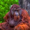 Суматранский орангутан :: Aleksey Afonin