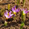Весна идет - первые крокусы! :: Светлана 