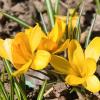 Жёлтые крокусы :: Мариша 