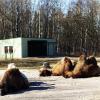 Сладкий сон двугорбых верблюдов на солнышке.. :: Aida10 
