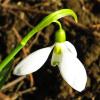 Галантус (подснежник) :: Андрей Снегерёв