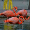 краснокнижные птицы - фламинго :: Таня Фиалка