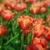 Тюльпановые огоньки :: Игорь Сарапулов