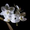 орхидея фаленопсис белая :: Laryan1 