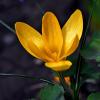 крокус шафран жёлтый :: Aleksandr .