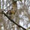 Певчий дрозд :: Милешкин Владимир Алексеевич 