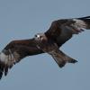 Black Kite (lineatus) :: Yudong Liu
